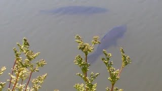 Surface Fishing  Carp at Pembrokeshire Coarse Fishery Video 102 [upl. by Anhpad971]