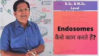 What Are Endosomes  BSc amp MSc Level [upl. by Eiramlatsyrc663]