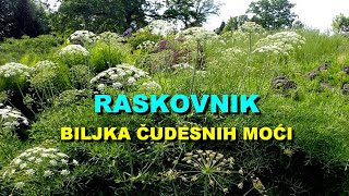 RASKOVNIK  BILJKA ČUDESNIH MOĆI [upl. by Giacinta]