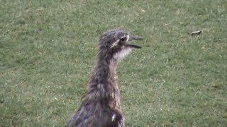 The sound of Bush Stonecurlew bird call [upl. by Fennelly601]