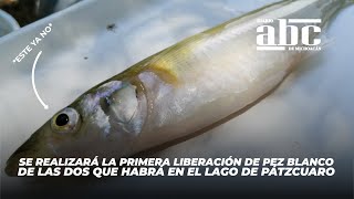 Primera liberación de pez blanco de las dos que habrá en el Lago de Pátzcuaro durante el año [upl. by Foy]