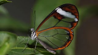 The Glasswing Butterfly [upl. by Andrea969]