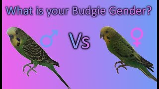 How to tell if your Budgie is a male or female  What gender is your budgie [upl. by Chrysler598]