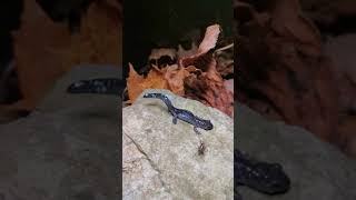 BlueSpotted Salamander Ambystoma laterale Predator Defense [upl. by Ardnuat]