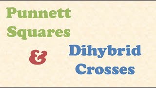 Punnett Squares and Dihybrid Crosses [upl. by Vlada711]