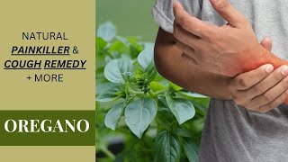 OREGANO  MEDICINAL USES PREPARATION amp PRECAUTIONS  MORE  Earths Medicine [upl. by Tarkany713]