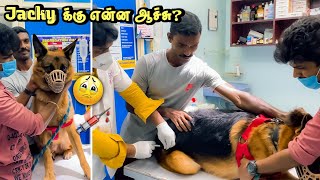 Jackyக்கு என்ன ஆச்சு 😭  What happened to JACKY 🐕  JACKY THE GERMAN SHEPHERD [upl. by Aihsenyt]