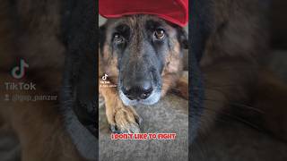 I dont like to fight German Shepherd GSD 🥺🙃🐶new shorts ytshorts viral viralshorts [upl. by Sucramed]