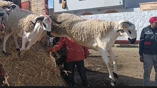 شاهد لحظات رجوع الأكباش من تجمع الحدرة إلى زريبة أحمد الكليخ 🇲🇦 وقبل دالك شاهد ولع المغاربة بالصردي [upl. by Marcia]