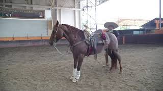 Tutorial Como alagratar tu caballo por Alejandro Goñi RojoParte 7 [upl. by Odnalref159]