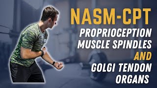 Secrets to Understanding Proprioception Muscle Spindles amp Golgi Tendon Organs  NASMCPT Prep [upl. by Curry]