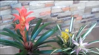 How to Care Bromeliad Plants Indoor Plants Low Light [upl. by Gorlicki]