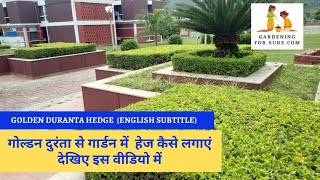 How to Grow Golden Duranta Hedge Plant from cutting  How to make hedge in your garden [upl. by Dori429]