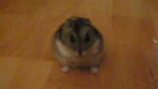 Chomik rapuje hamster rapper taneczna gwiazda YouTube [upl. by Aurore]