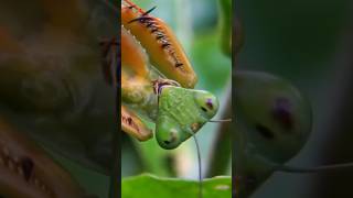 Praying Mantis  A Predator Like No Other [upl. by Lenej]