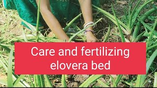 My elovera bed care and fertilizing मेरी एलोवेरा क्यारी  और कैसे केयर लेंगे। [upl. by Bhayani]