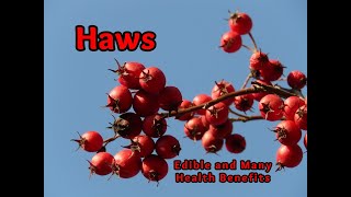 Hawthorn Identification Edible and Health Benefits [upl. by Aileda]