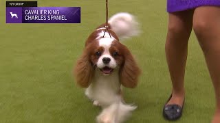 Cavalier King Charles Spaniels  Breed Judging 2024 [upl. by Cynthia820]