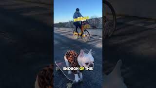 French Bulldog Skateboarding Like Pro skateboardingdog skatboarding dogshorts shorts [upl. by Daloris]