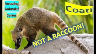 Coati facts 🦝 Coatimundi facts 🦝 size of a large house cat 🐈 [upl. by Narmi814]