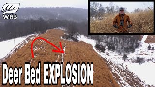 Monoculture Deer Bedding Habitat Makeover [upl. by Nealson]