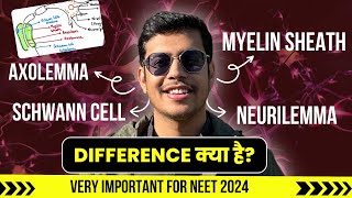 Structure of Neuron में Axolemma Myelin Sheath Schwann Cells and Neurilemma का Difference Kya hai [upl. by Anaujd]