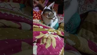 Kichu tey or ghumanor jaga hocche na catlover catvlog funnyshorts funnyvideo [upl. by Kirstin]