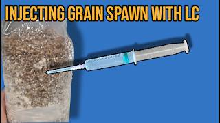 How To Inoculate Sterilized Grain Spawn Bags Still Air Box  FlowHood [upl. by Onileva833]