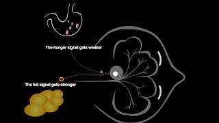 Hunger amp Obesity How Biology amp Behavior Interact [upl. by Imray721]