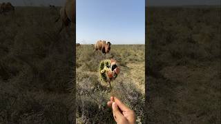 This camel was very hungry so he ate this fruit anyhow [upl. by Ewald]