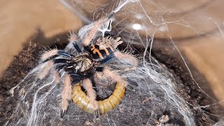 Chromatopelma cyaneopubescens moult 2 Feeding time [upl. by Nuhsar542]