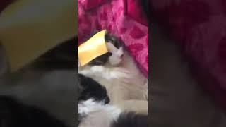 Cats vs Cheese [upl. by Llehsar]