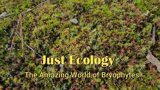 The Amazing World of Bryophytes [upl. by Hedda]