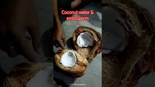 coconutcoconutwatercocos nuciferacoconutendospermbukojuice nutrients Arecaceaefamily [upl. by Kcirdled]