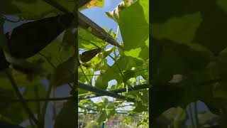 Chow chow vegetable plant in my garden viralvideo nature vivasayanilam viralnow indianyoutuber [upl. by Iny]