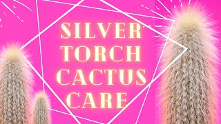 Silver Torch Cactus Cleistocactus strausii Plant Care For Beginners [upl. by Akalam121]