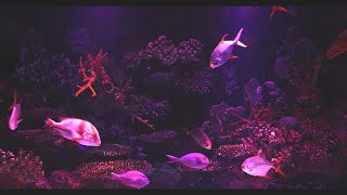 Glowing Fish  Soothing Aquarium Water Stream Noise  10 Hour Sleep Sound  Full HD [upl. by Mar]