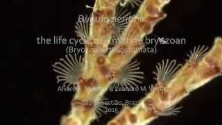 Bugula neritina  the life cycle of a marine bryozoan [upl. by Cotter]