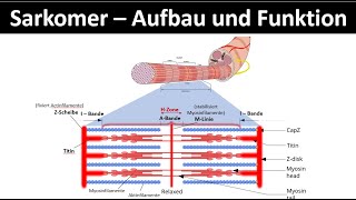 Sarkomer  Aufbau und Funktion  Aktinfilament  Myosinfilament Biologie  Sport Oberstufe 26 [upl. by Olimpia159]