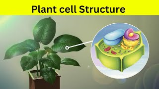 Plant Cell Structure  plant cell की संरचना [upl. by Klemperer880]