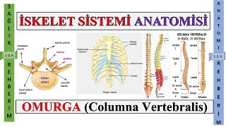 5İskelet Sistemi Anatomisi Omurgalar Columna Vertebralis Göğüs Kafesi Ossa Thoracicae Bölüm 5 [upl. by Sanburn]