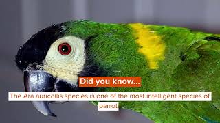 YellowCollared Macaw Facts You Won’t Believe [upl. by Ruskin832]