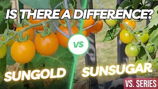 Tomato Tasting Sungold amp Sunsugar VS Series Adv33 [upl. by Edee942]