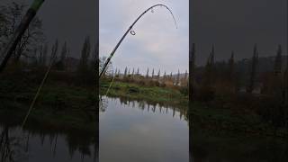 Aspe ou silure les amis 😂😂 fishing pecheur carpfishing carp brochet fish pechecarpe angling [upl. by Korwun700]