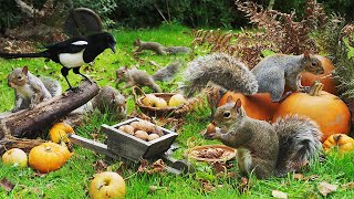 Relaxing Cat TV 🎃 Birds amp Squirrels Rummage in the Pumpkin Patch 🍂 Videos to Entertain Cats 4K HDR [upl. by Iene]