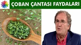 Çoban Çantası Otu Faydaları Nelerdir  Çoban çantası otu nedir  Çoban Çantası Otu Nasıl Kullanılır [upl. by Ithnan]