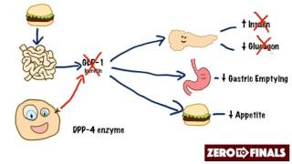 How does sitagliptin work DPP4 inhibitors and GLP1 mimetics [upl. by Tahp]