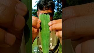 Experiment on tree leaves with pen ink camping bushcraft outdoors survivalbogura experiment [upl. by Abas]