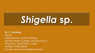 Shigella sp [upl. by Ahsirkal820]