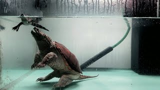 Giant Snapping Turtle Eats Live Crocodile [upl. by Anneiv287]